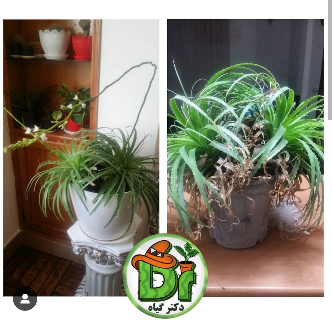 کاشت گندمی