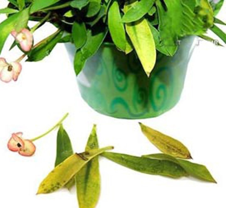 جلوگیری از ریزش گل