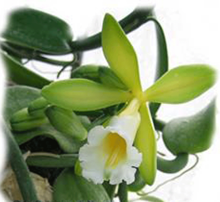 وانیل