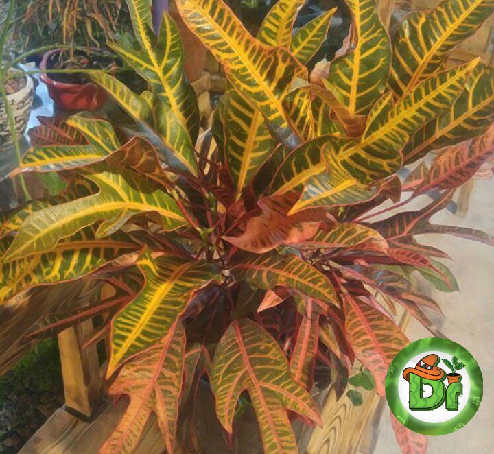 کرتن پنجه کلاغی