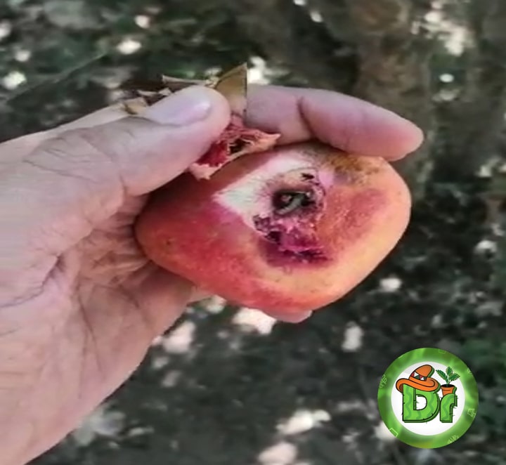 کرم گلوگاه انار