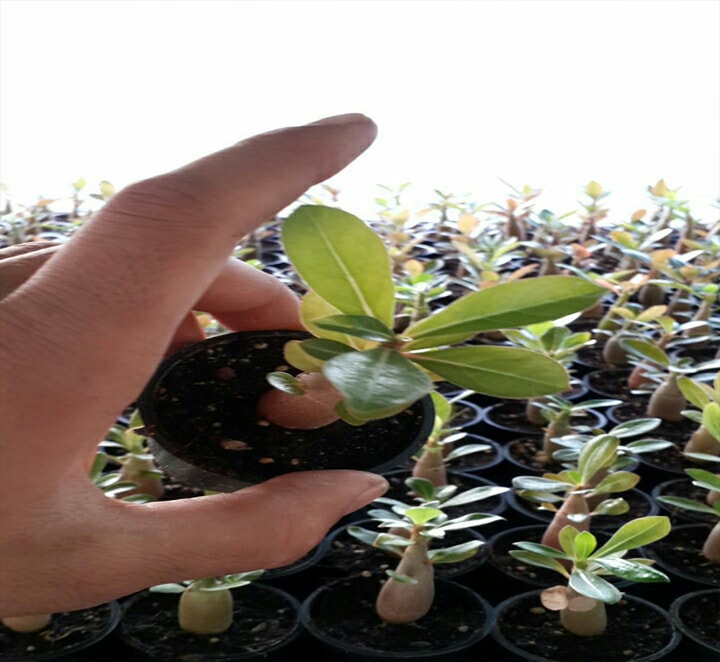 پایه نقره ای