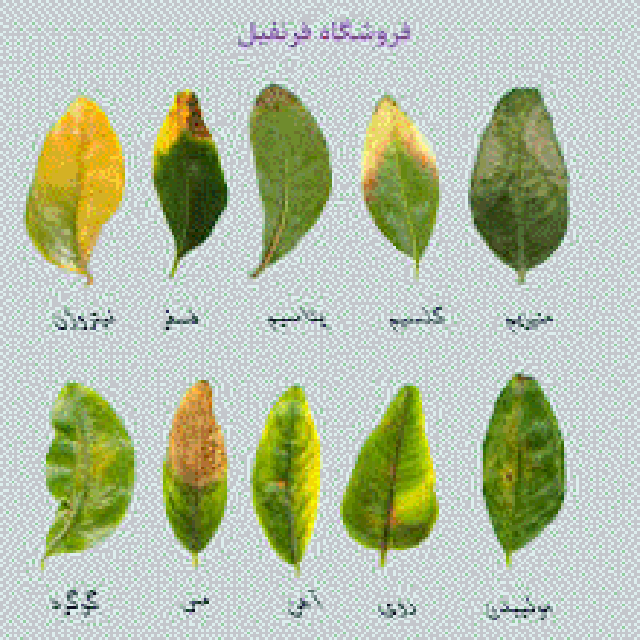 کمبود عناصر در گیاهان