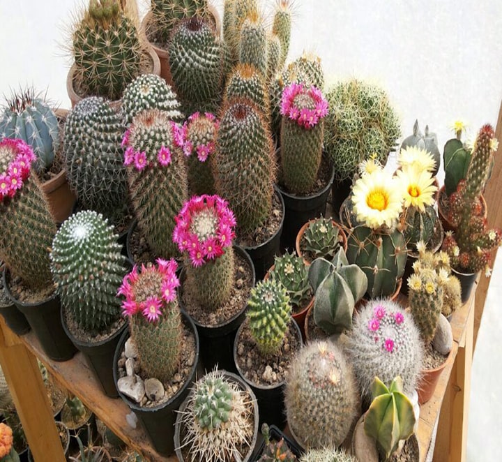 میکس مامیلاریا