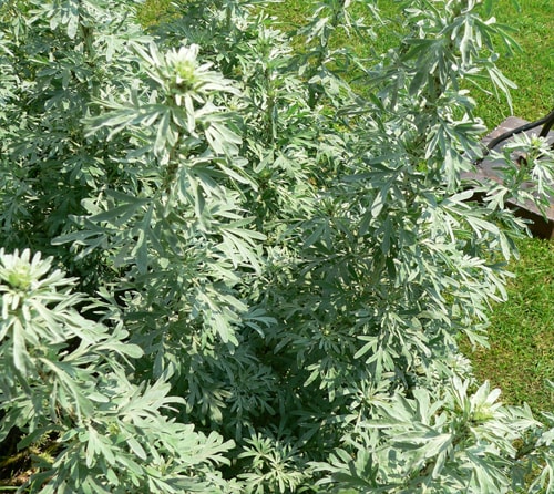 افسنطین