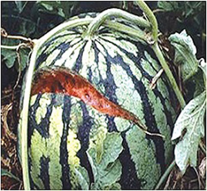 ترکیدگی گیاه