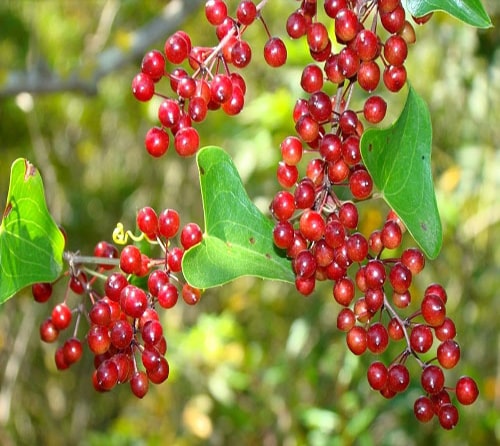 از ملک..عشبه