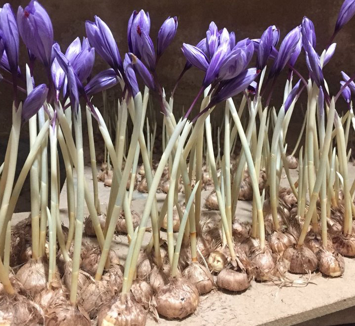کشت گلخانه ای زعفران