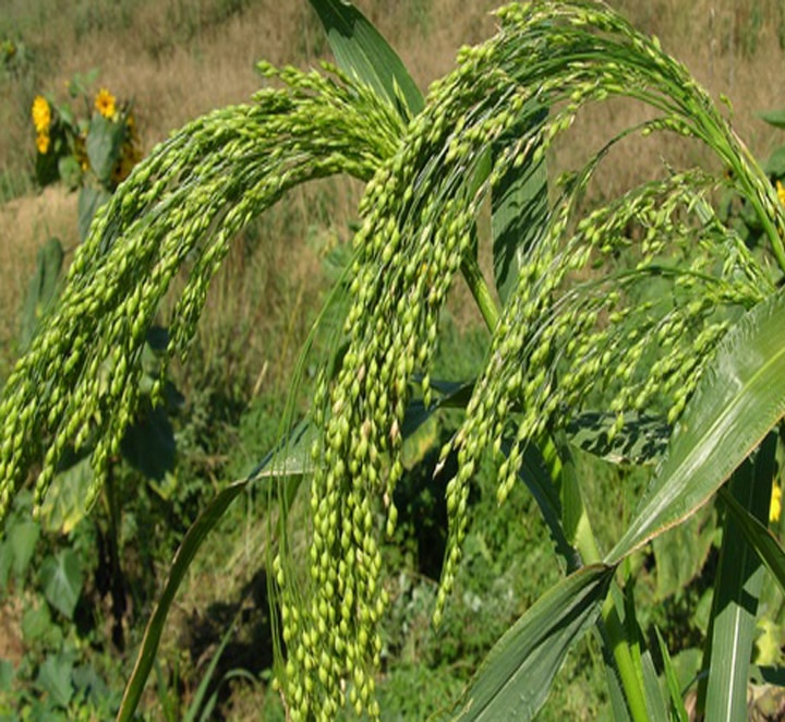 ارزن
