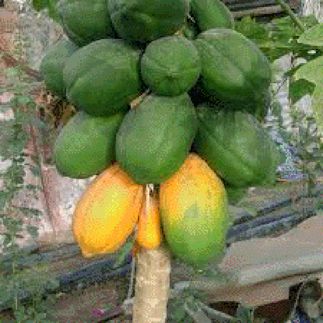 درخت پاپایا