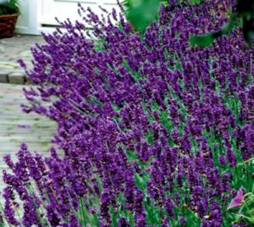 اسطوخودوس انگلیسی
