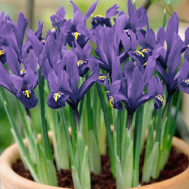 گیاهان خطرناک برای حیوانات خانگی