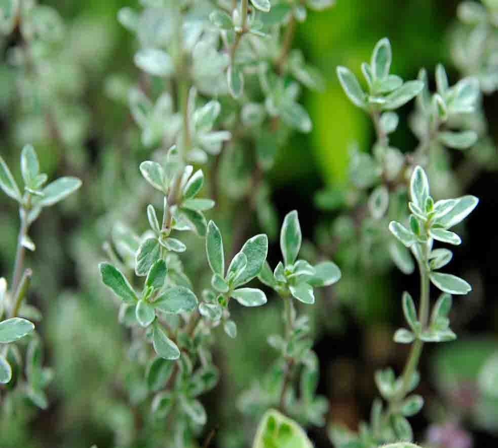 خواص درمانی آویشن