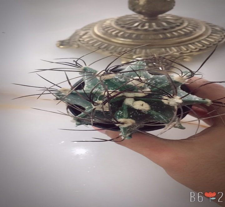 کاپری کورن