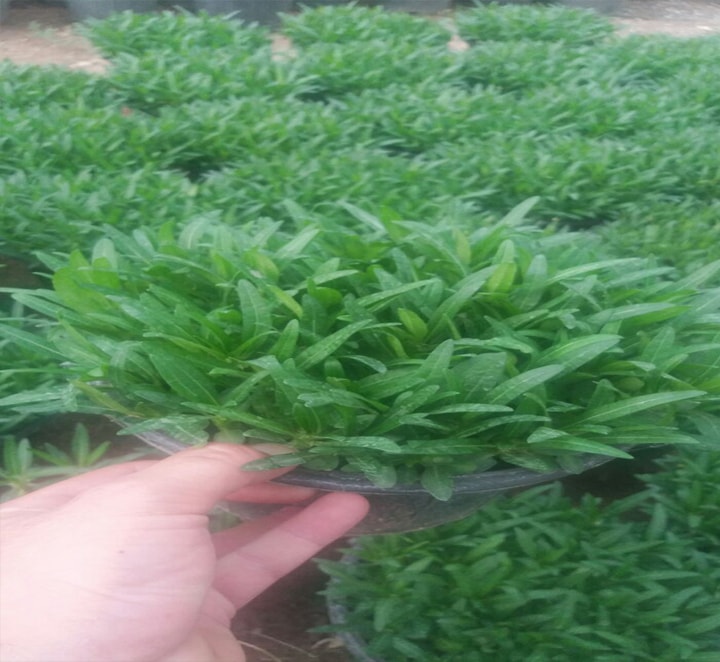 نخل ماداگاسکار