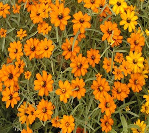 آهار برگ باریک