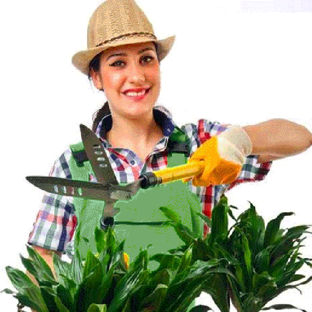 هرس کردن گیاهان آپارتمانی