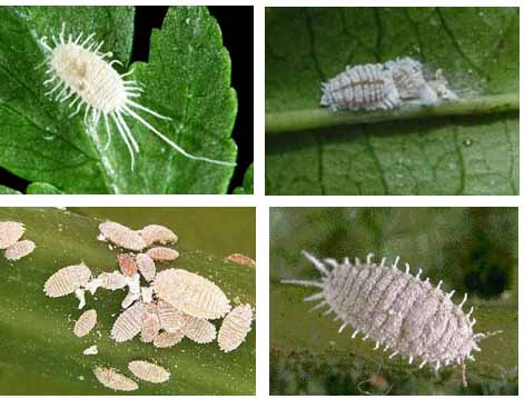 حشره ی پنبه ای شکل روی برگها