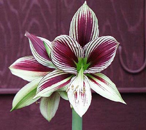 آماریلیس پروانه ای