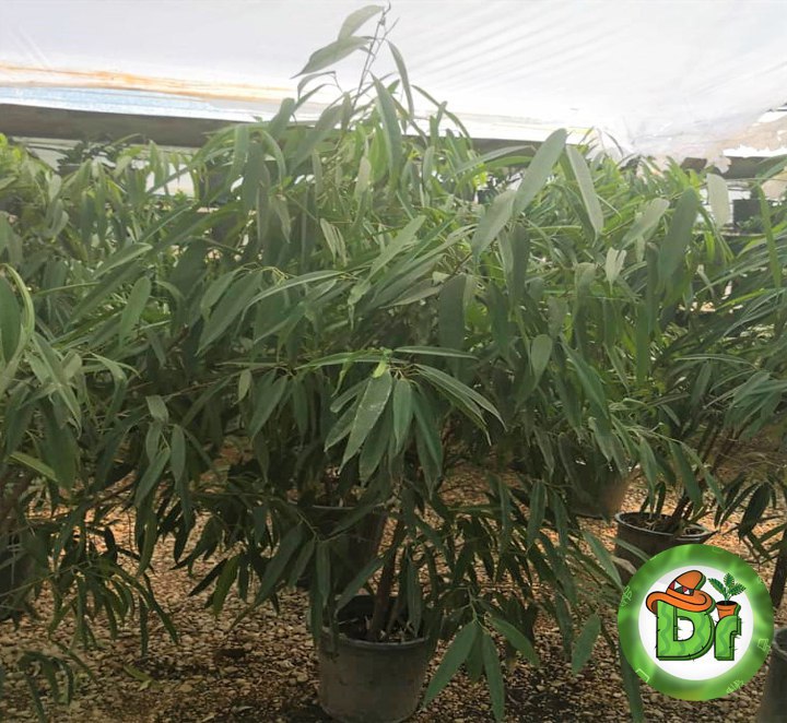 بنجامین آمستر