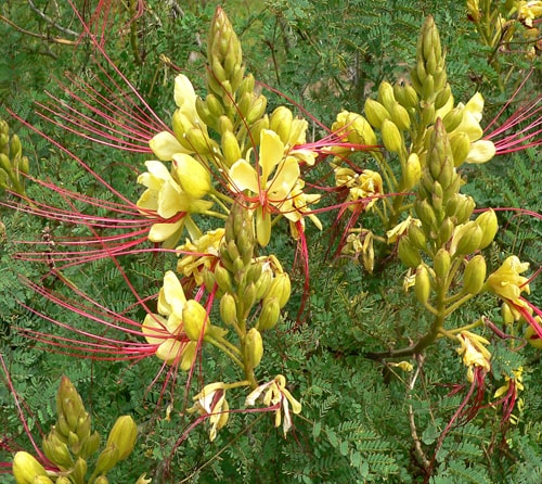 ابریشم مصری