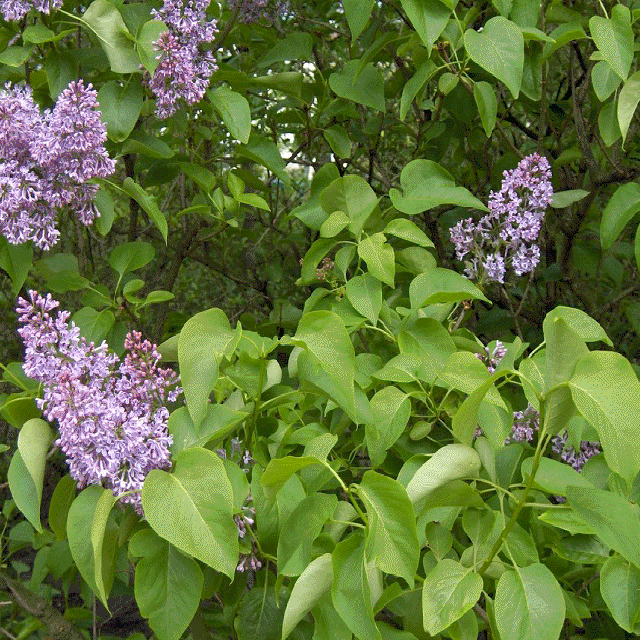 روش نگهداری و هرس یاس خوشه ای
