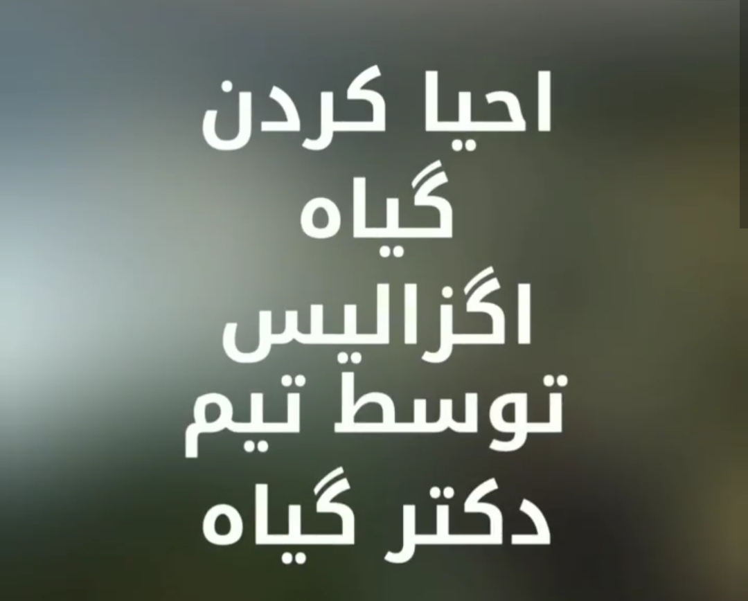 احیا کردن اگزالیس توسط تیم دکتر گیاه