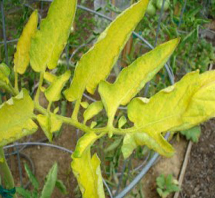 کمبود مواد غذایی در خاک