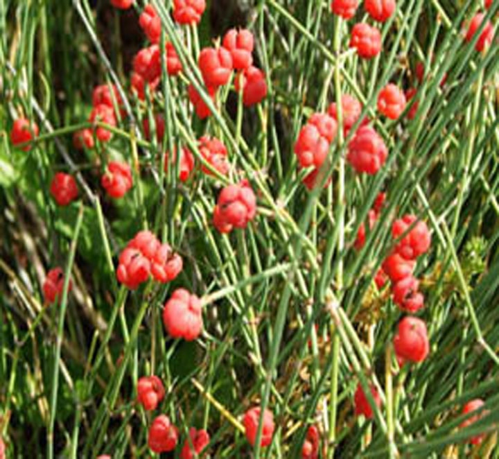 افدرا چینی