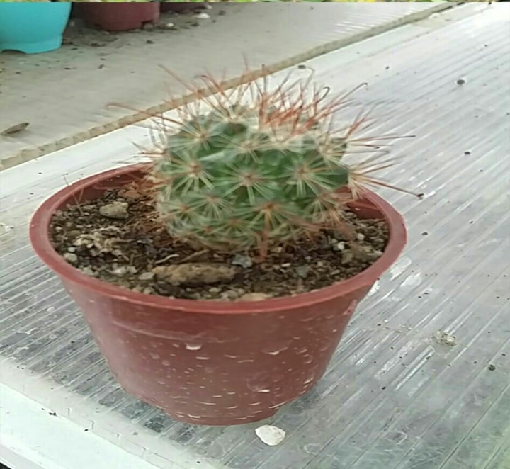 مامیلاریا