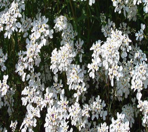 ایبریس یکساله
