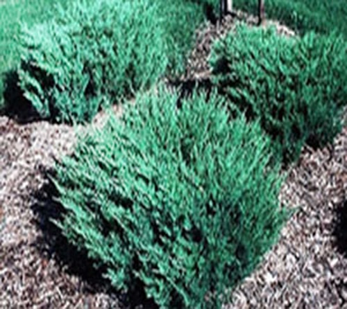 ارس خزنده