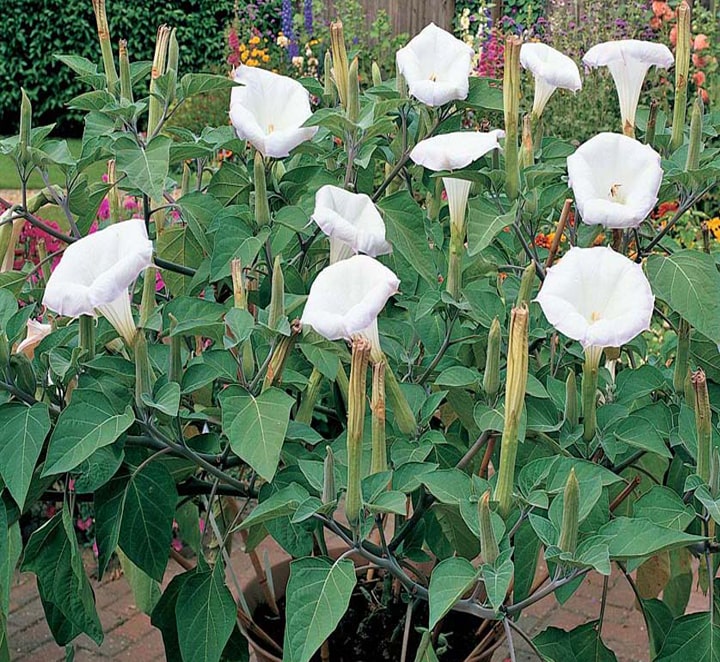 تاتوره علفی