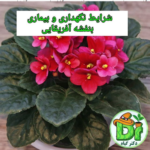 بنفشه افریقایی