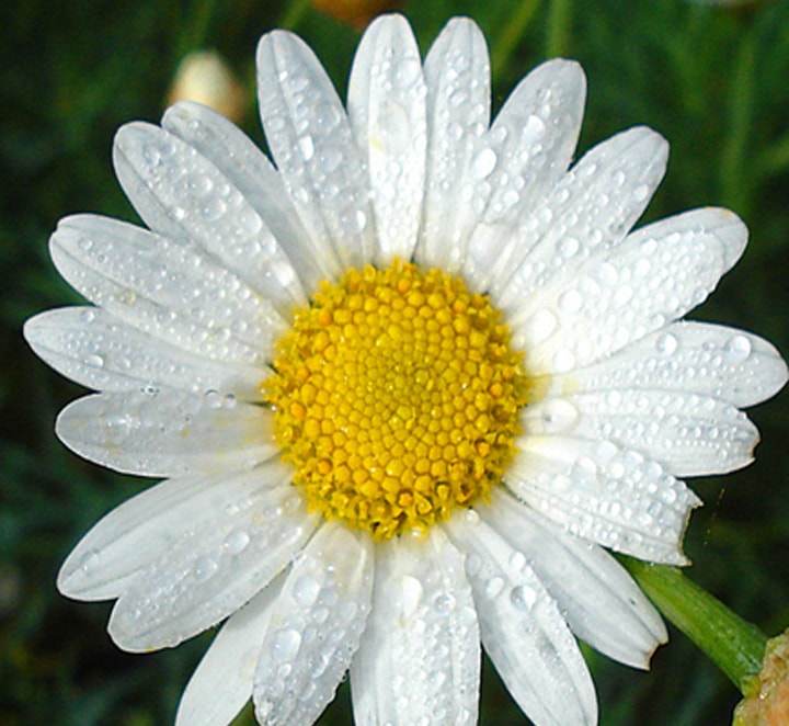 بابونه رومی