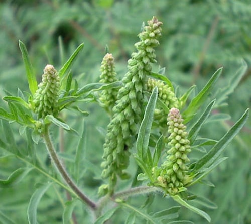 آمبروسیا معمولی