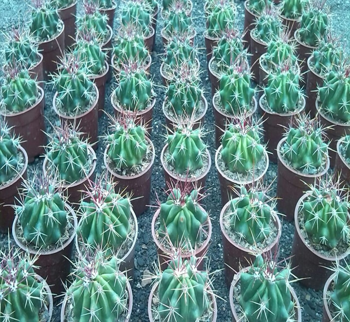 فرو استنسی
