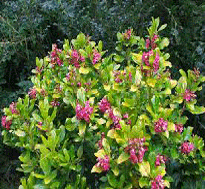اسکالونیا