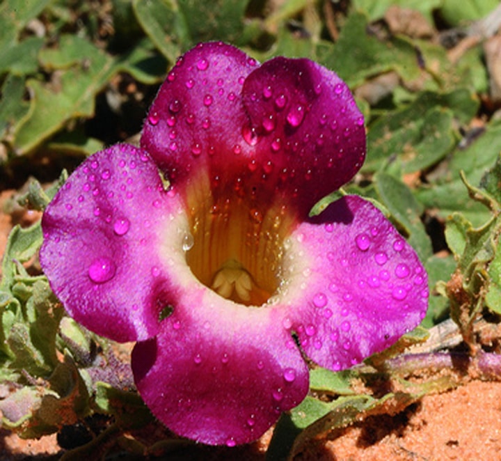 پنجه شیطان