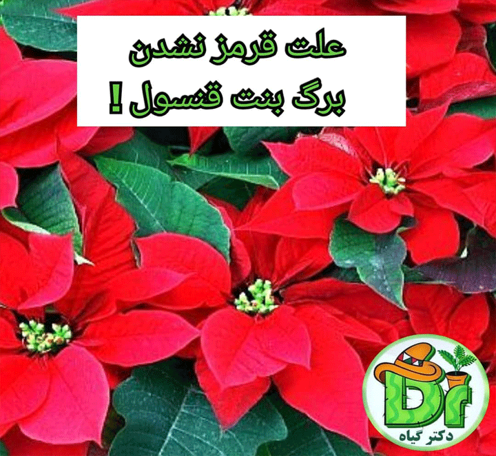 علت قرمز نشدن برگ بنت قنسول