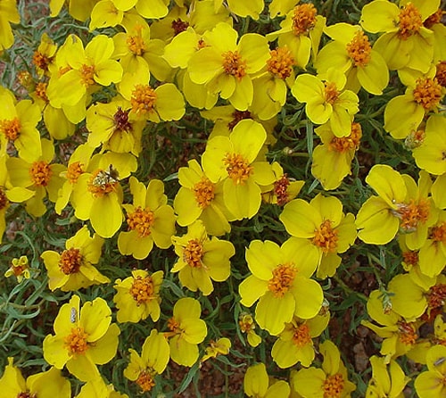 آهار کوهی