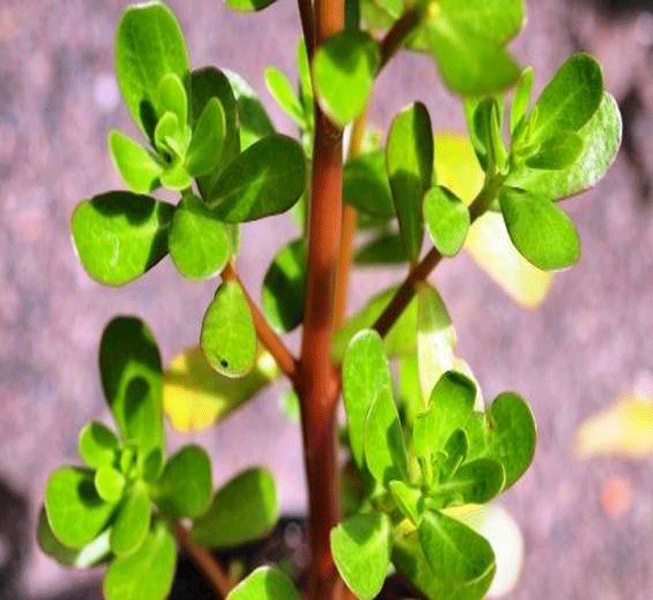 راهنمای کاشت خرفه در خانه