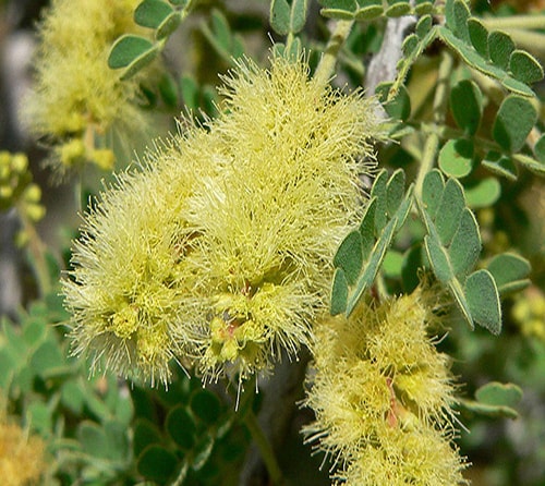 آکاسیا پنجه گربه ای