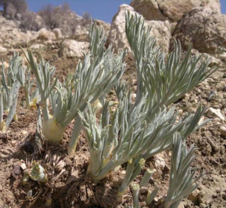 بیلهر