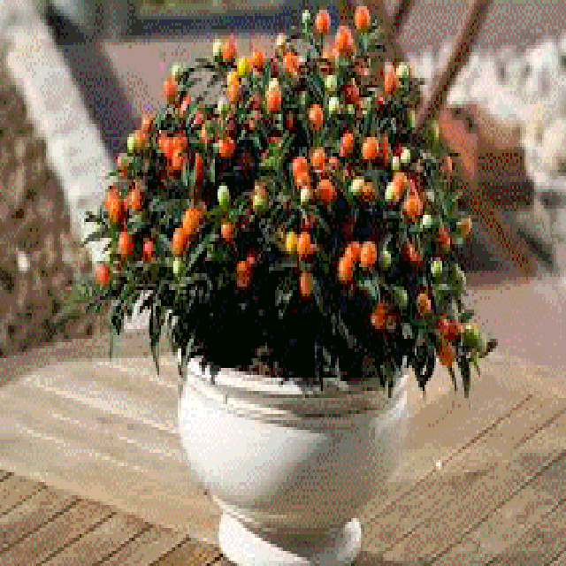 گیلاس مجلسی