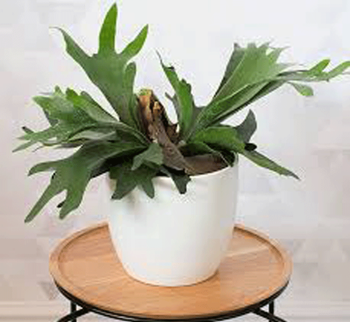 سرخس شاخ گوزنی