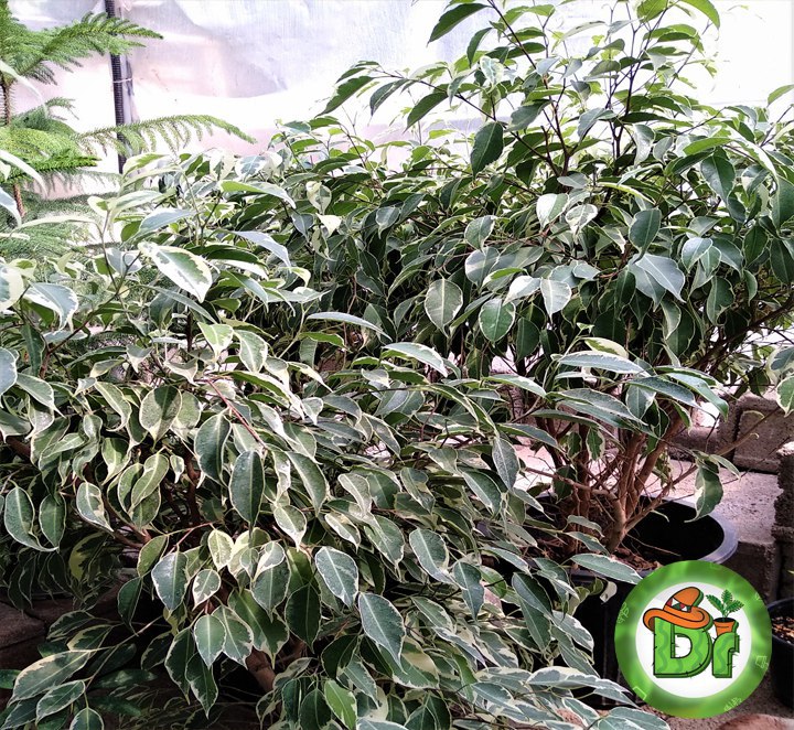 بنجامین ابلق