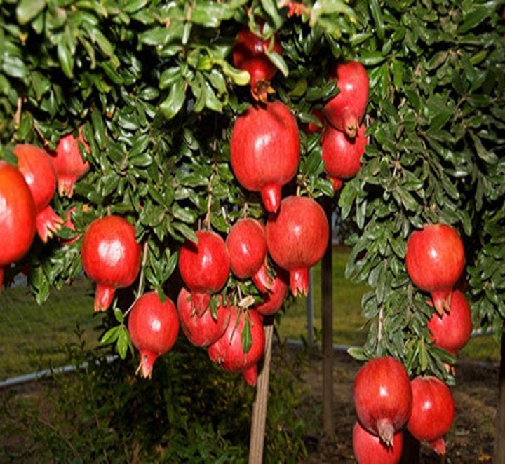 گیاهان باغی