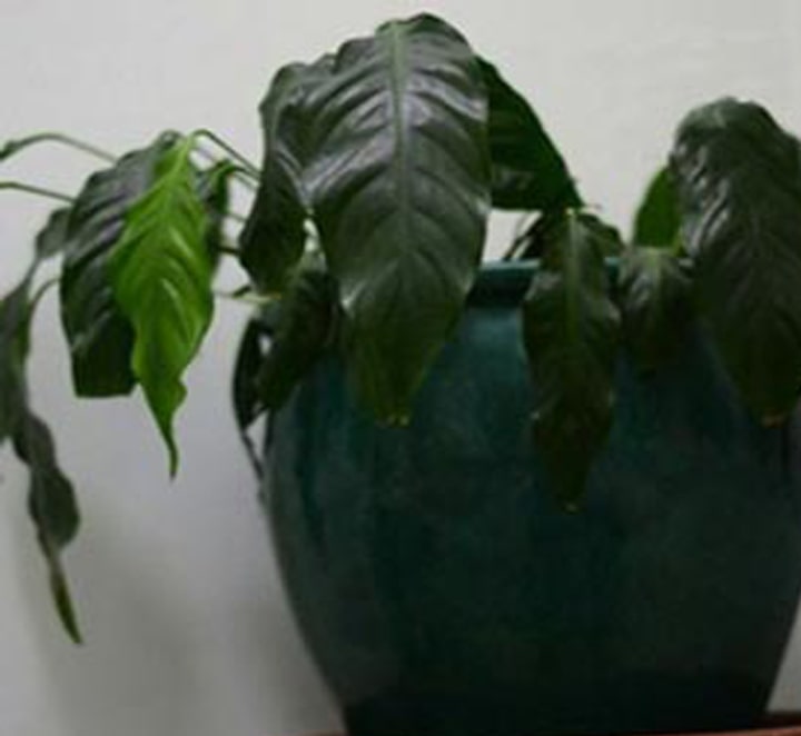 پژمرده شدن گیاه