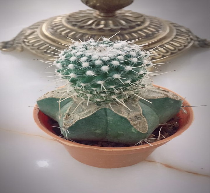 مامیلاریا پیوندی پایه نقره ای